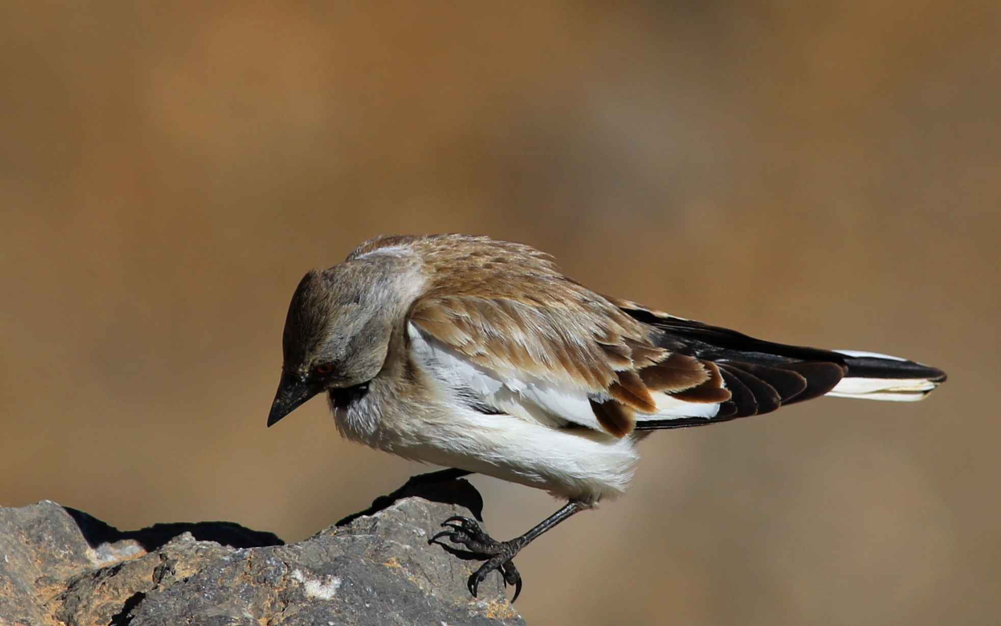 White-winged Snowfinch